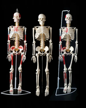 85 см модел на скелета модел на човека с мускулите на гръбначния стълб, нервната система на здравно обучение образователно обзавеждане