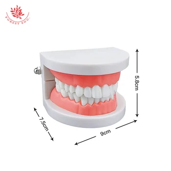 FRT0362 Учебни пособия Стоматологичен модел на зъбите Стандартна 28шт Стоматологичен модел Нетоксичная без мирис за предучилищна здравно обучение