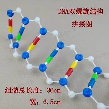 J3243 Структурата на двойната спирала на ДНК в събирането на пластмасов модел за заплитането на обучителен инструмент Структурата на ДНК