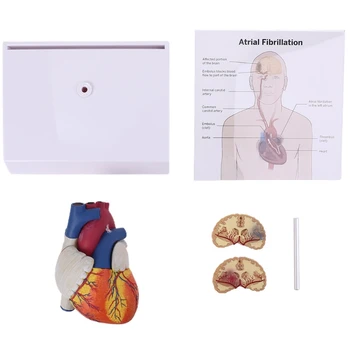 Анатомическая модел анатомия на човешкото сърце в пълен размер в разглобено формата за училищните учебни ресурси, демонстрация на учебни материали, директна доставка