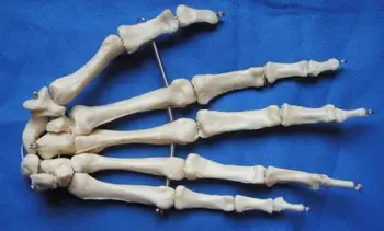 Модел на костите в ставата на човешката ръка естествен размер, модел на скелета, обучение на медицински скелет