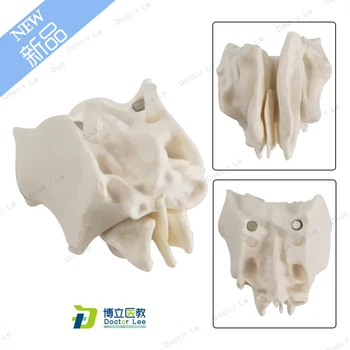 Модел на човешкия скелет на черепа, модел разпръснати кости, модел решетка на костите, модел клиновидна кост, времеви кост