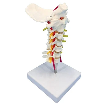 НОВОСТ Модел на Шийния Отдел на гръбначния Стълб С Нервите, Анатомическая Модел на Шийните Прешлени Гръбначните Нерви В Реален Размер С Поставката